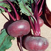 Dark Egyptian Beetroot